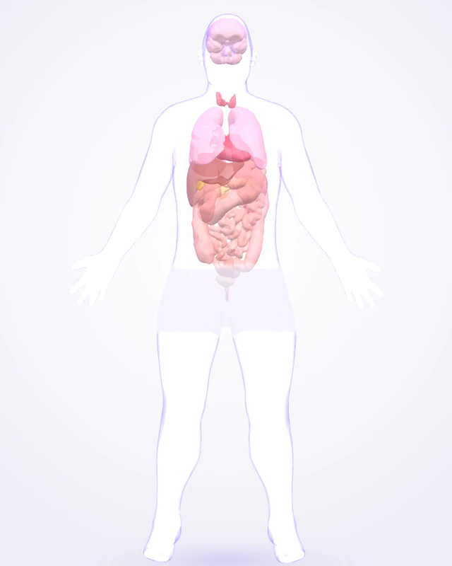 A see-through 3D model of a whole human body, with its organs.