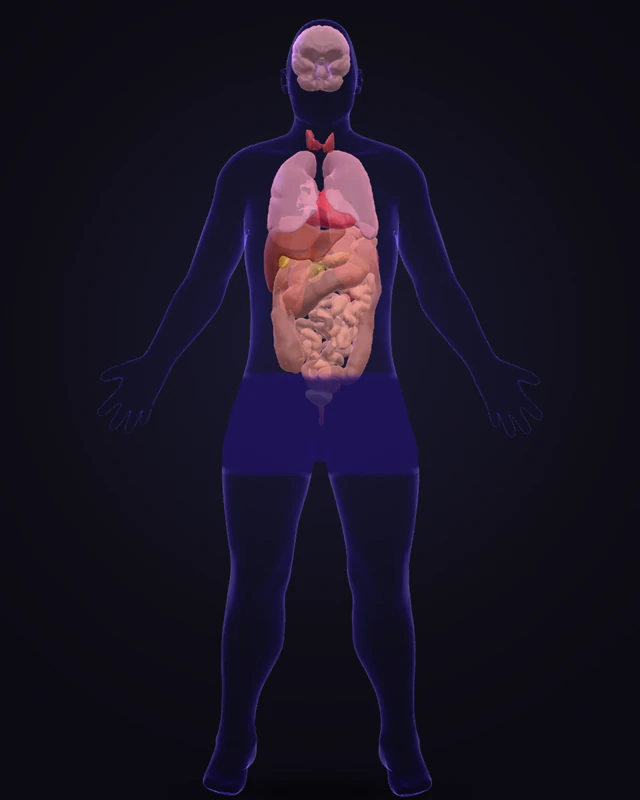 A see-through 3D model of a whole human body, with its organs.