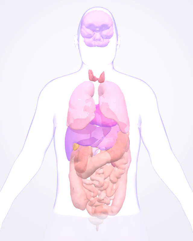 A see-through 3D body with the brain, heart, liver, stomach and pancreas shown in violet.