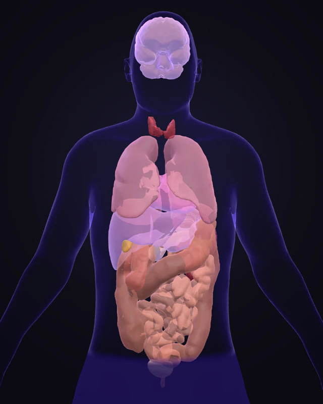 A see-through 3D body with the brain, heart, liver, stomach and pancreas shown in violet.